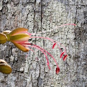 Beauty_Routine_Eperua-Falcata-cortex-and-flower