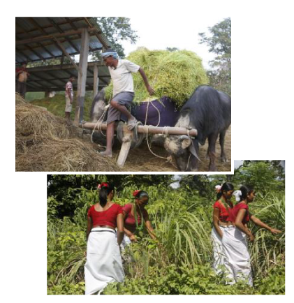 Fair-trade-Patchouli-in-Indonesia