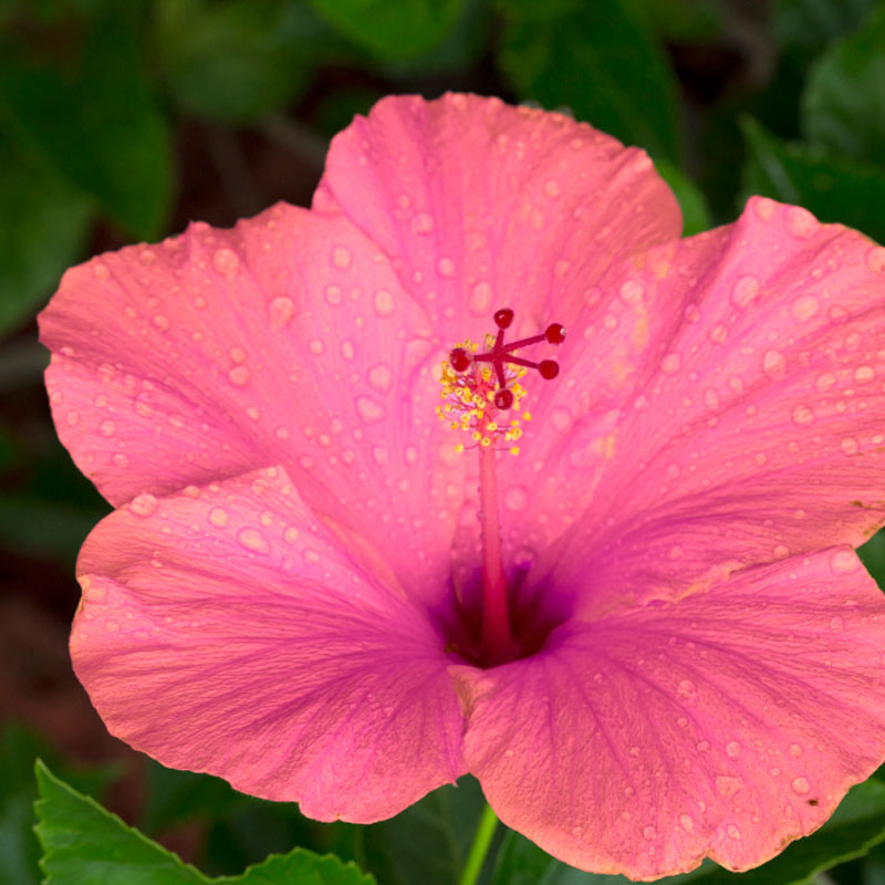 Hibiscus