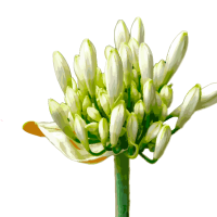 tuberosa