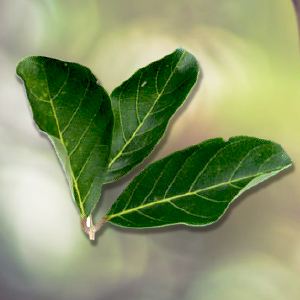 Nephoria® si prende cura di elastina e collagene estratto dalle foglie di Rambutan
