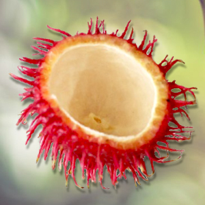 Nephydrat® energia per le cellule estratto dal guscio del Rambutan