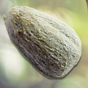 Rambuvital®: protezione attiva per scalpo e capelli estratto dai semi di Rambutan