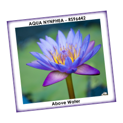 AQUA NYNPHEA NATFLOR