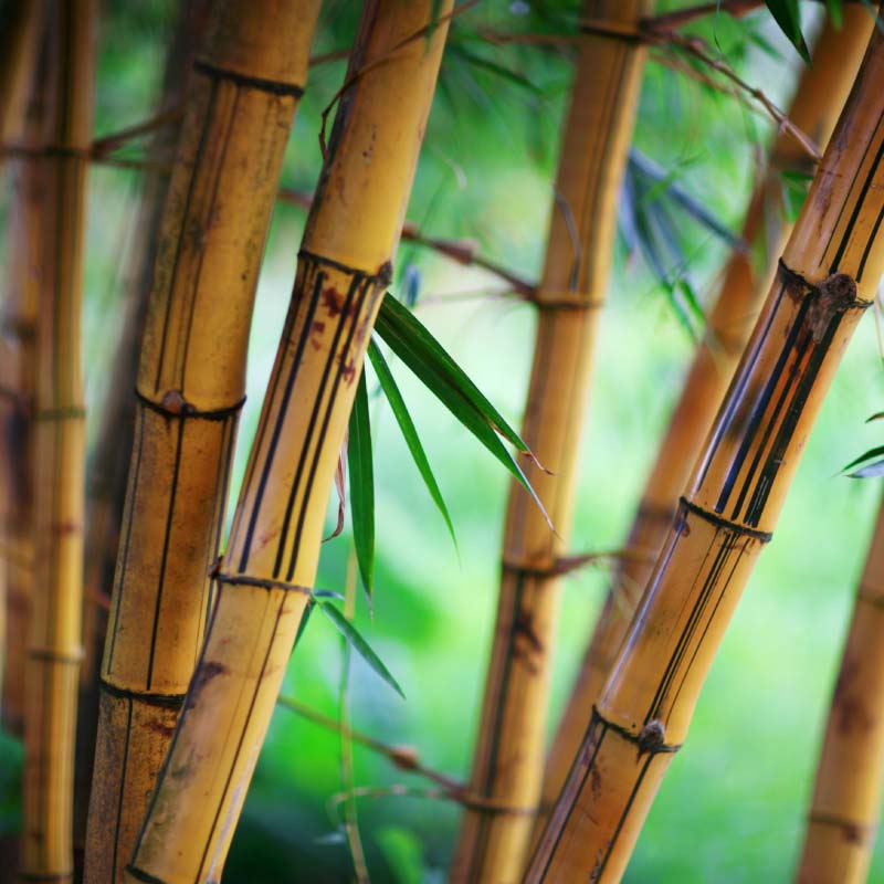 Bamboo Forest RS72218