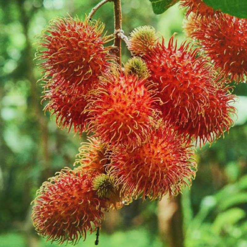 Rambutan Natflor<sup>®</sup> RT7181