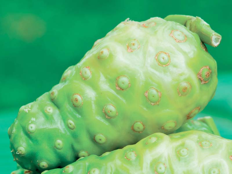 Pacifique Sud Ingredients Noni