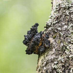 Il-fungo-Chaga-immagine-in-evidenza