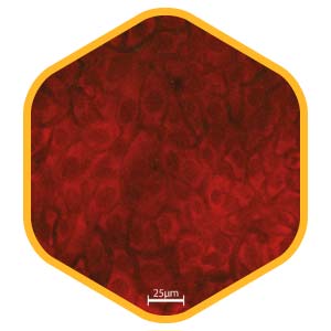 dimeri di timina