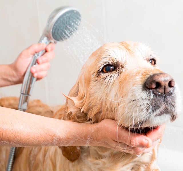 Shampoo Pet SLES-Sulfate-PEG Free SCI