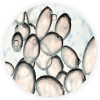 Icona-complesso-proteico-BioToLife