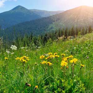 arnica-x-et